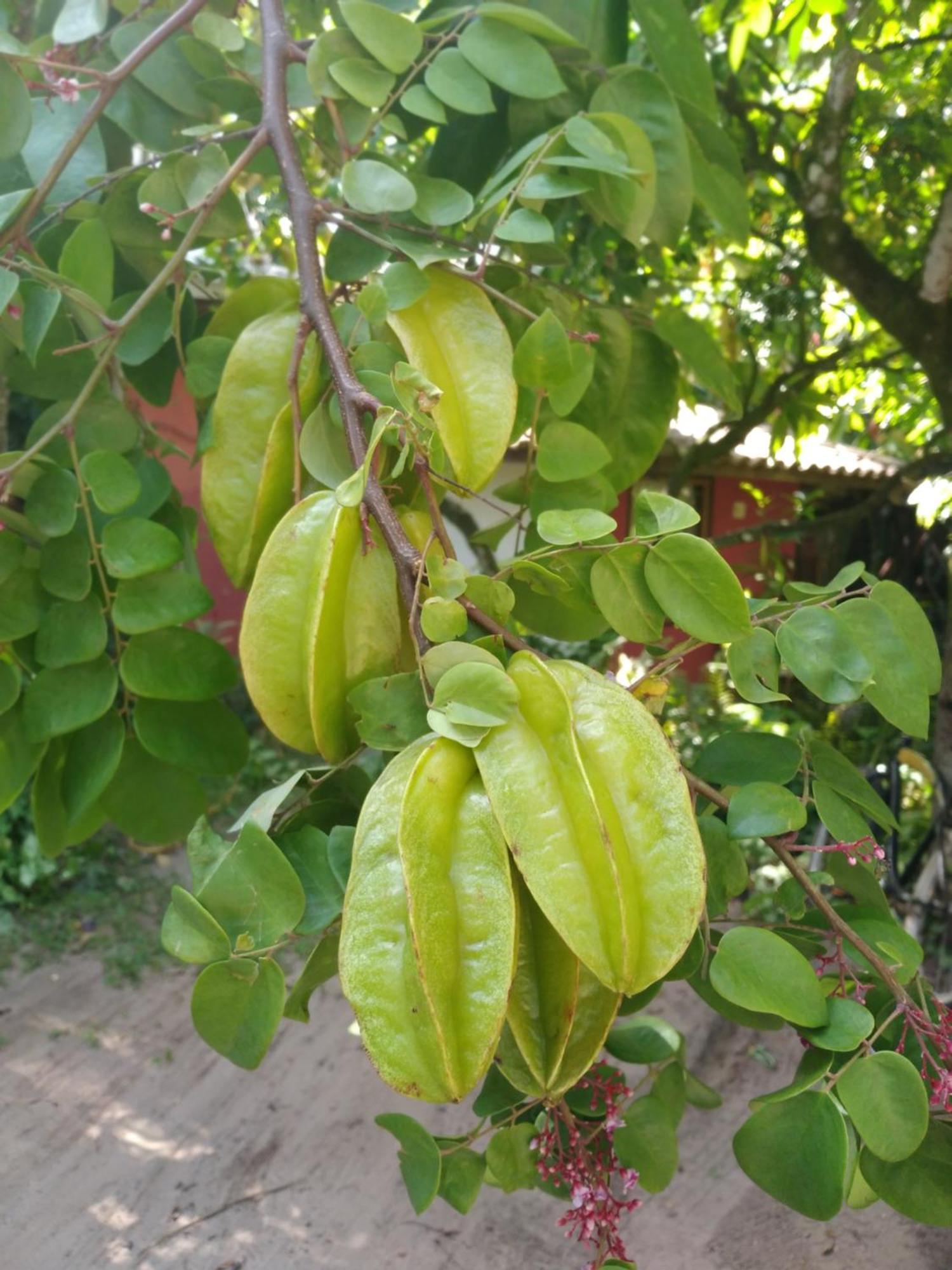 Pousada Fruta Pao Ξενοδοχείο Barra Grande  Εξωτερικό φωτογραφία