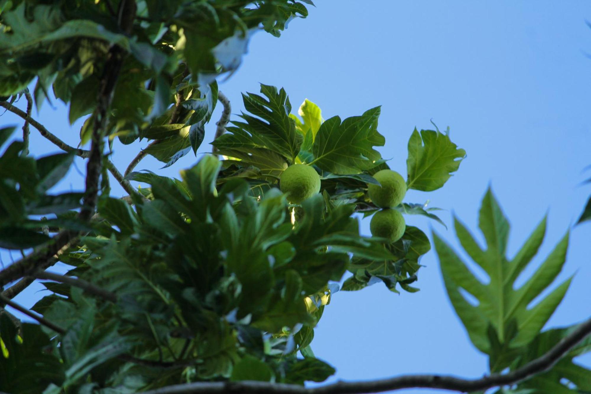 Pousada Fruta Pao Ξενοδοχείο Barra Grande  Εξωτερικό φωτογραφία